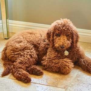 Meet your Posher, Rita